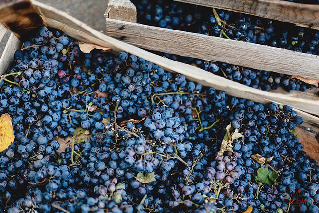 В Киеве пройдет девятый фестиваль вина Kyiv Food and Wine Festival (30 сентября - 01 октября) В Киеве пройдет девятый фестиваль вина Kyiv Food and Wine Festival (30 сентября - 01 октября)