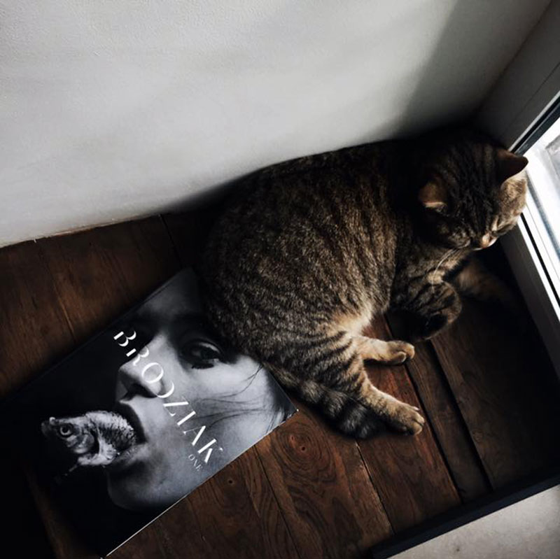 Кототерапія: заклади Києва, що прихистили у себе котиків Кототерапія: заклади Києва, що прихистили у себе котиків