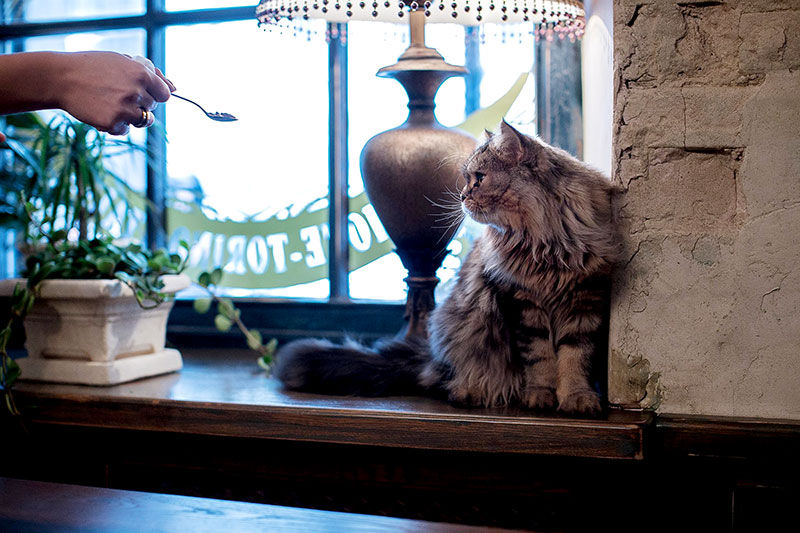 Кототерапія: заклади Києва, що прихистили у себе котиків Кототерапія: заклади Києва, що прихистили у себе котиків