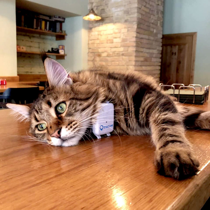 Кототерапія: заклади Києва, що прихистили у себе котиків Кототерапія: заклади Києва, що прихистили у себе котиків