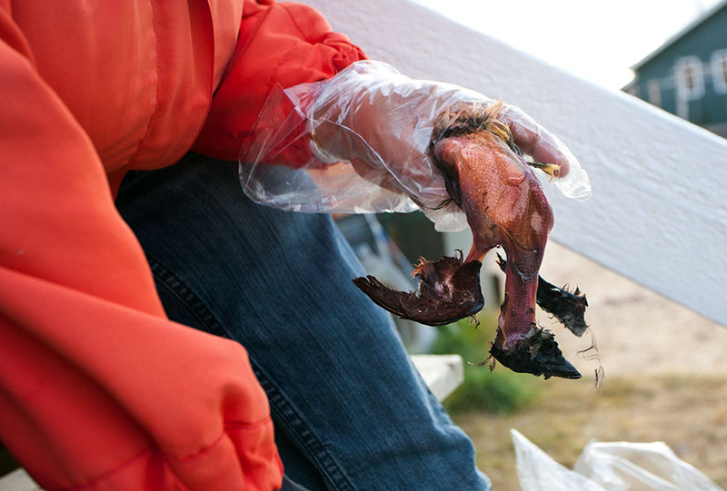 Жах як смачно: 8 неординарних делікатесів Півночі Жах як смачно: 8 неординарних делікатесів Півночі