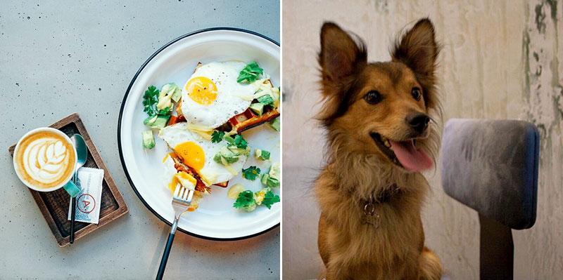 Pets friendly заклади: куди піти з чотириногим другом в Києві Pets friendly заклади: куди піти з чотириногим другом в Києві