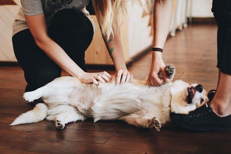 Pets friendly заклади: куди піти з чотириногим другом в Києві Pets friendly заклади: куди піти з чотириногим другом в Києві