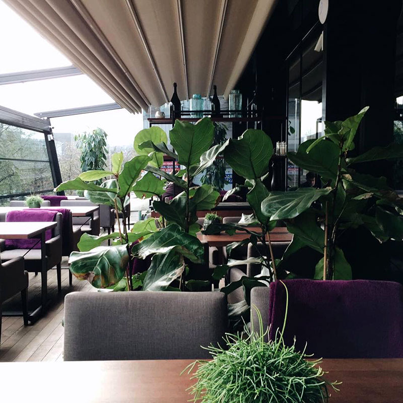 Свіже повітря і їжа: літні тераси в ресторанах Києва (ч.1) Свіже повітря і їжа: літні тераси в ресторанах Києва (ч.1)