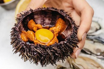 Морські їжаки у ресторані 