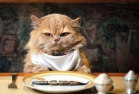 В Берлине открылся первый ресторан для собак и кошек