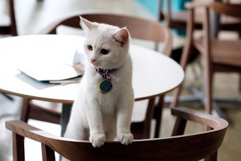 Кототерапія: заклади Києва, що прихистили у себе котиків