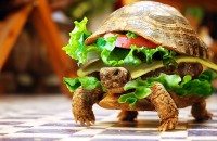 10 самых полезных фастфудов мира